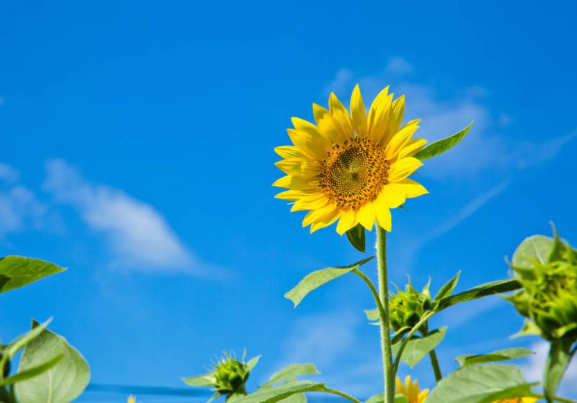 向日??2.jpg 向日??2.jpg